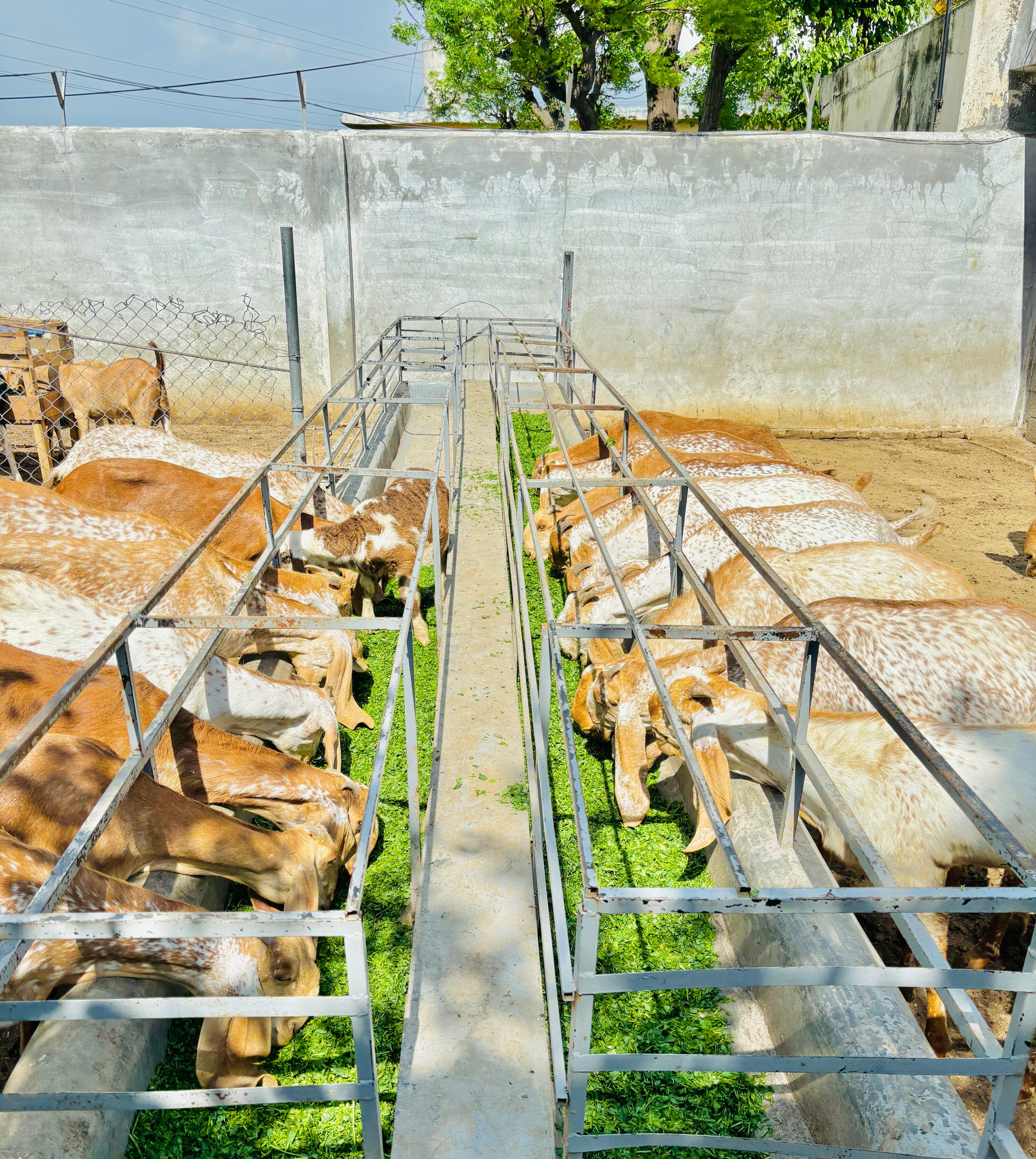 Maveshi Farms