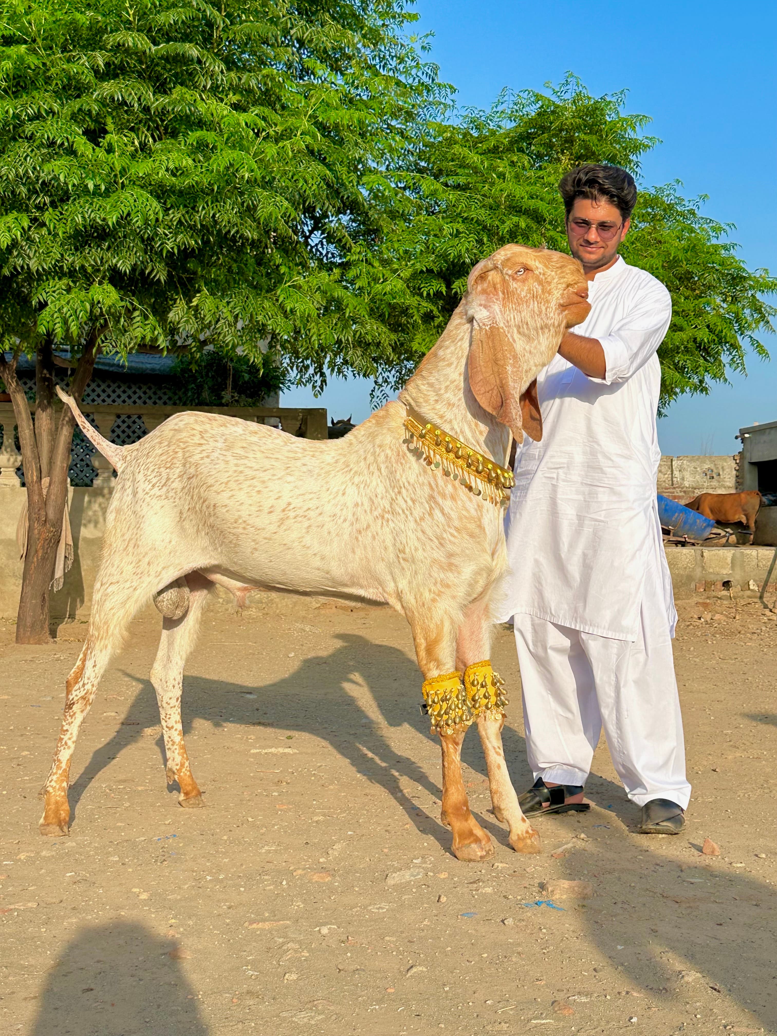 Atique, Founder of Maveshi Farms